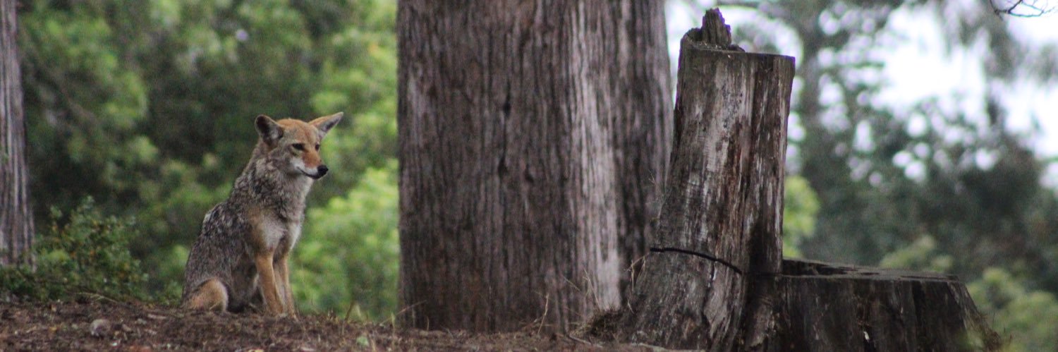Stephen Riffle, Ph.D. banner