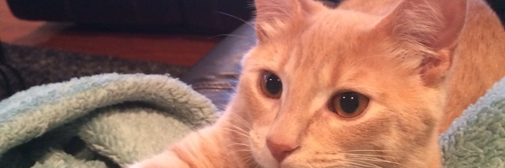 Kevin Paradis banner