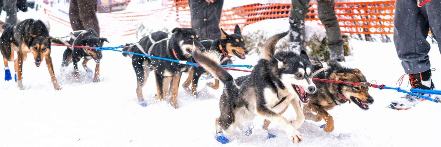 Beargrease Sled Dog Marathon banner