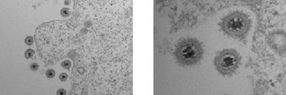 Dr. Erica L. Sanchez banner