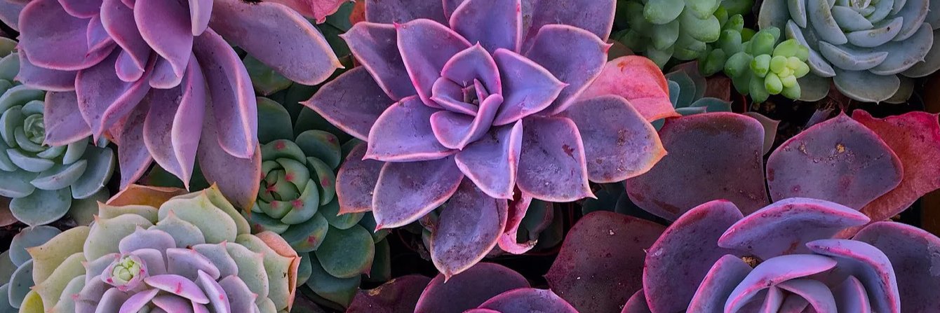 Succulent Native banner
