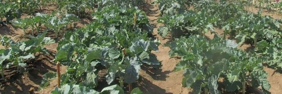 Forget Shareka banner