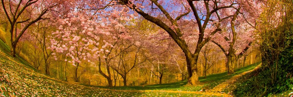 Antonio Ramón banner