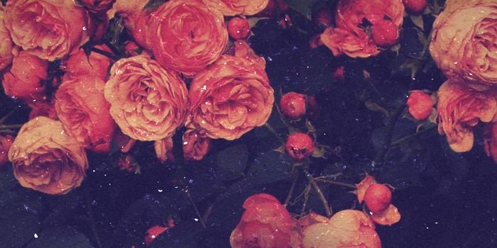 BonnieHasselman's profile banner image
