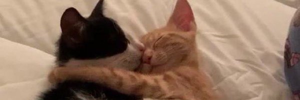 zoroxde Profile Banner