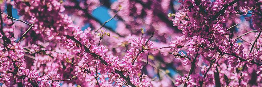 SmartViolets_es's profile banner image