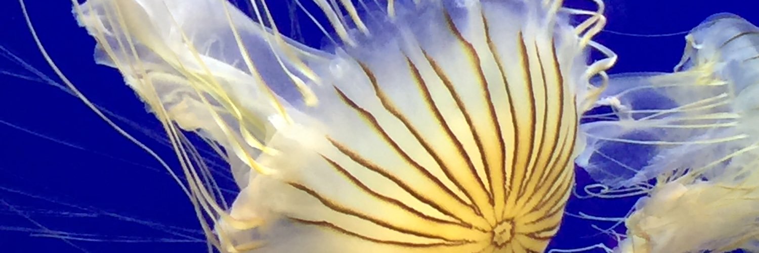 MPompeyo_PLE's profile banner image