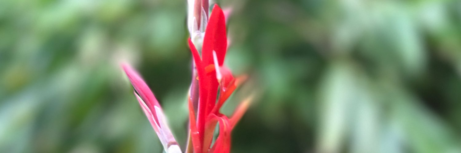 LeelaSamson1's profile banner image
