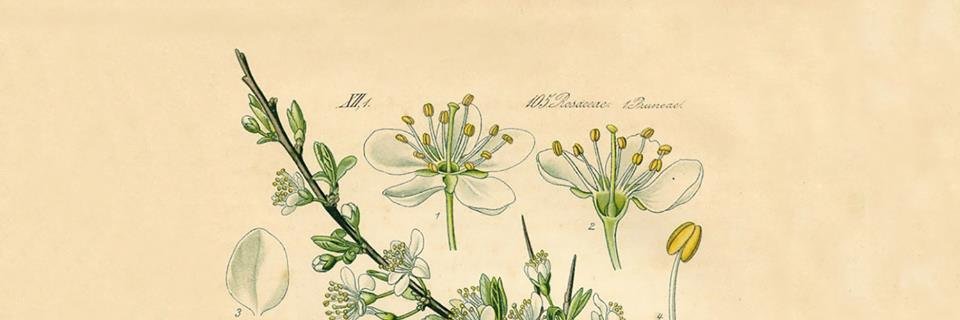 Céspedes Libros banner