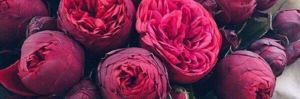 Дмитрий Грозный banner