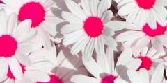 Irish__Penguin's profile banner image