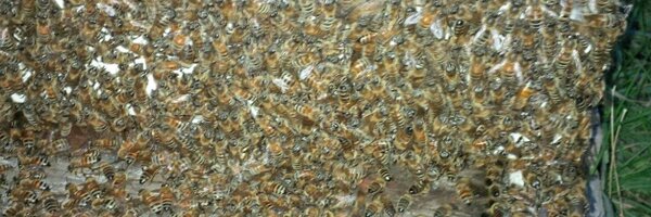 patrickmaze Profile Banner