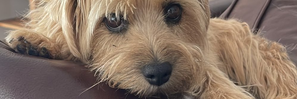 SallyPavey1's profile banner image