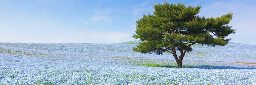 MitHuong99's profile banner image