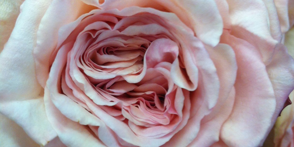 Floristalnwick's profile banner image