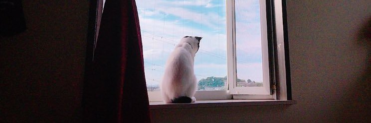 レモンちゃん banner