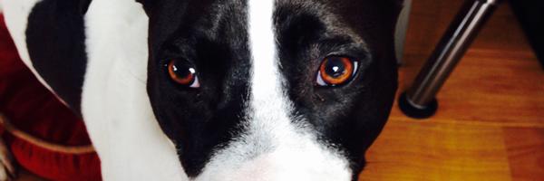 ShamusAlley Profile Banner