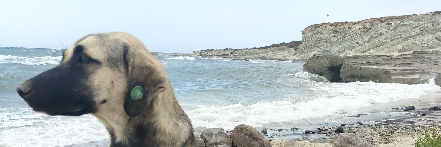 acelebi's profile banner image