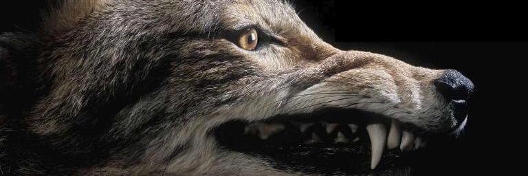 Wolf 🐺's banner