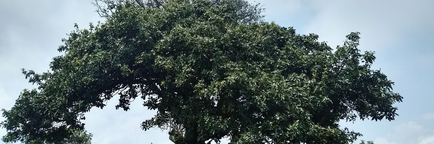 CamposPorca's profile banner image