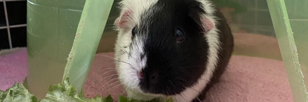 Guinea Pigs rule my life! Profile Banner