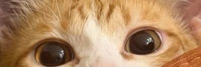 mkasukasu's profile banner image