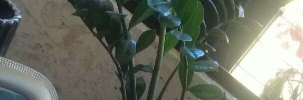 MORAIMADOMINGUE's profile banner image