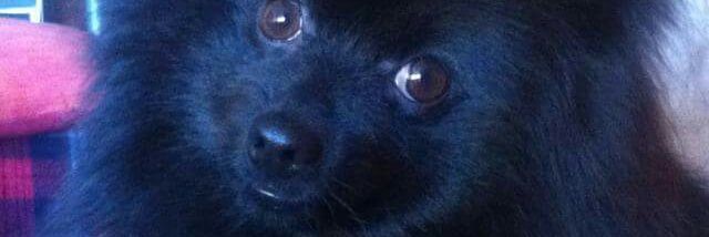 Maria José Romero banner