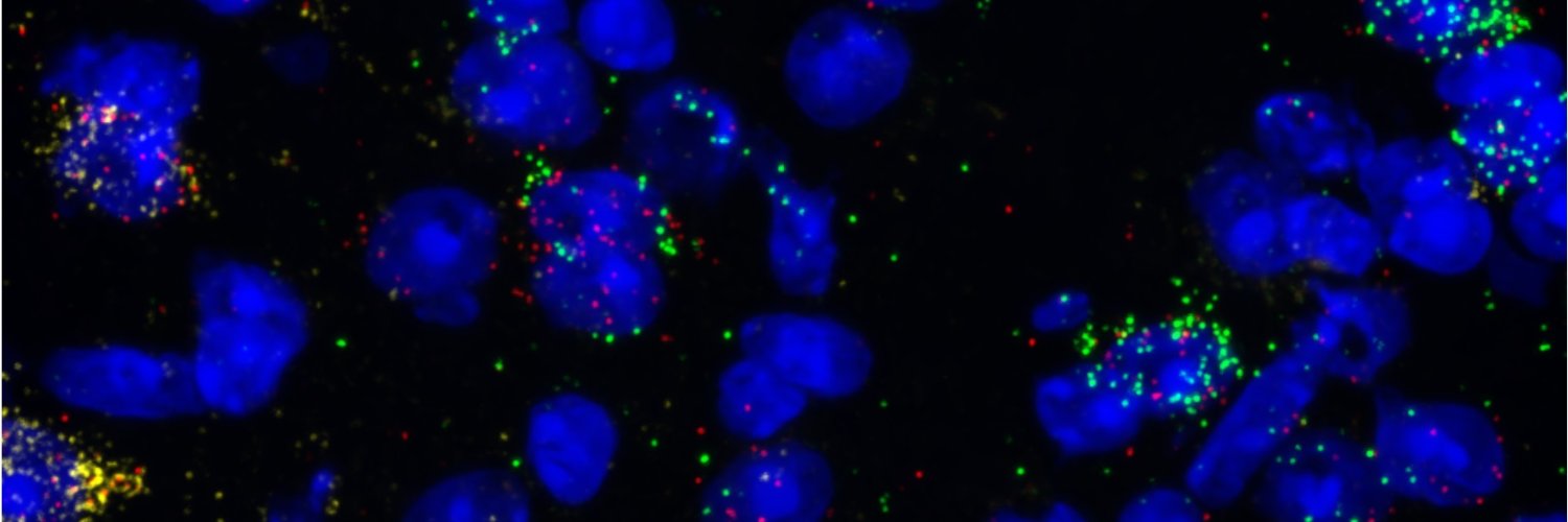 Stephanie Foster, PhD banner