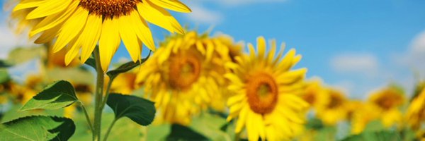 BPSPrimary1L Profile Banner