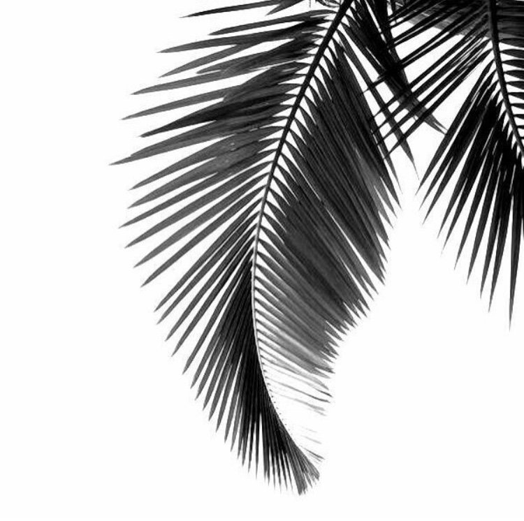 verocai's profile banner image