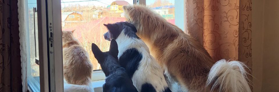 Даша три собаки и кот banner