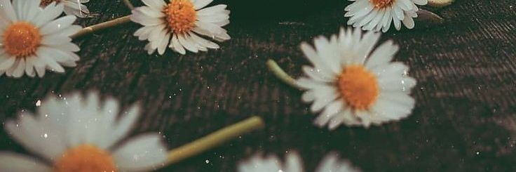 guridi_sofia's profile banner image
