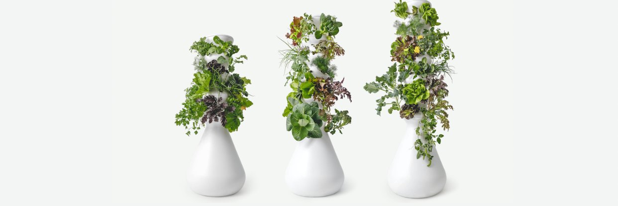 Lettuce Grow banner