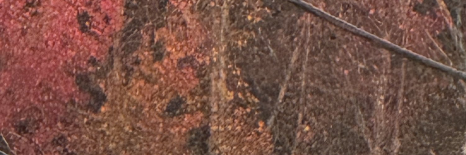bjorkinitcrazyy's profile banner image