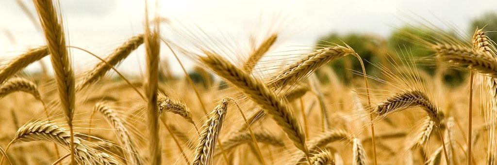 M Ines ♐ 🇦🇷 🇮🇹 💪 banner