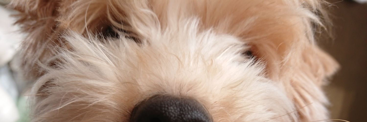 pocosuke334's profile banner image