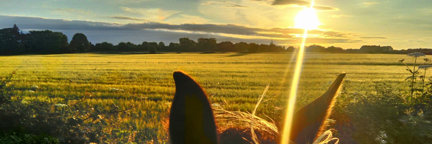 The Irish Horse Life banner