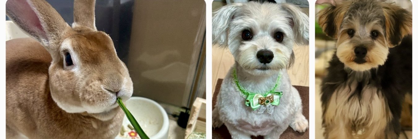 木苺@しゅなまる banner