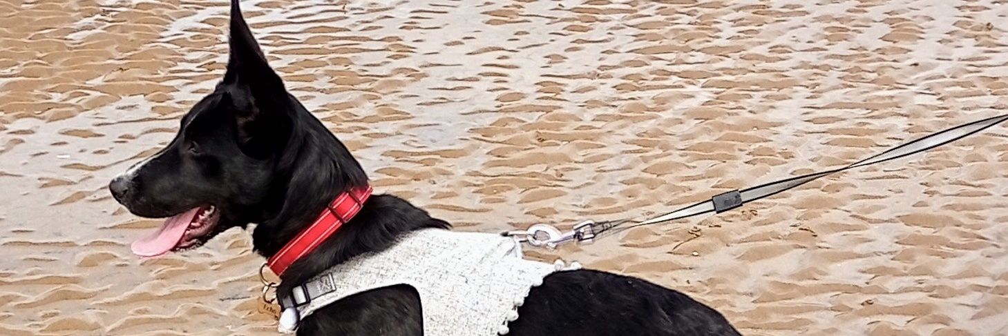 Donna Claire King 🇺🇦 banner