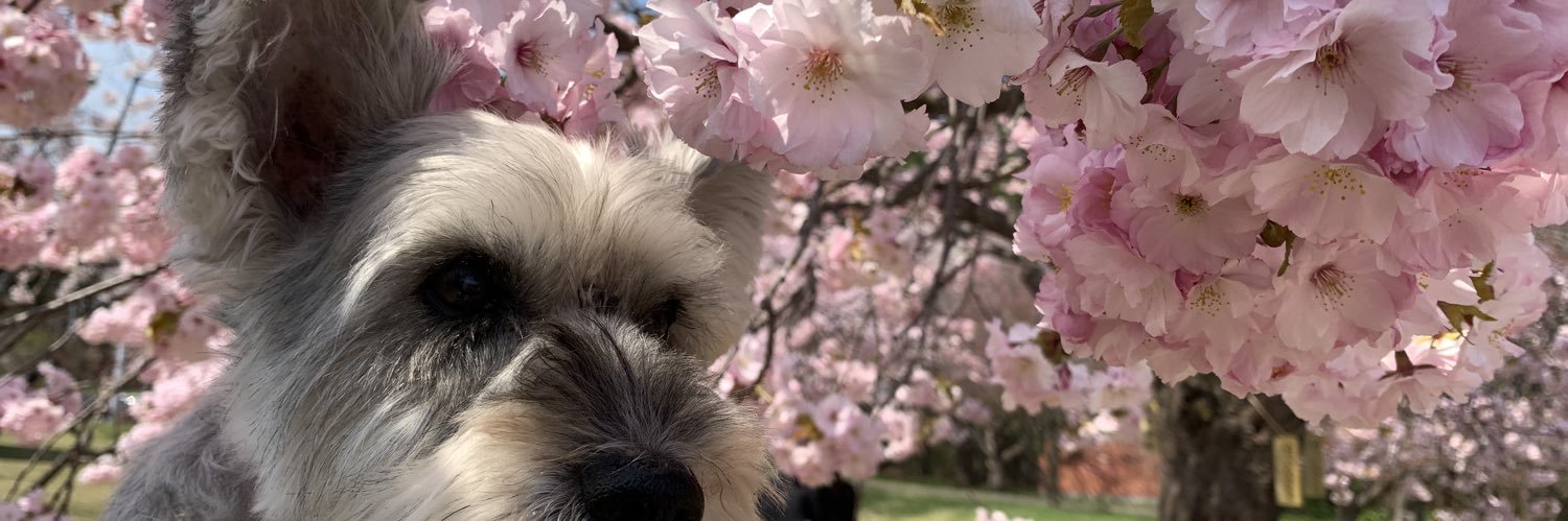 なこ🪻 banner