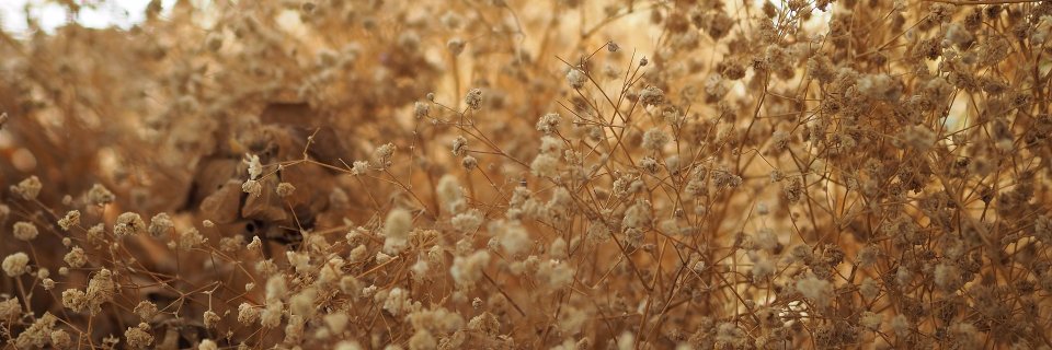 EHW_Rustique's profile banner image