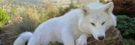 DanMagWolf's profile banner image