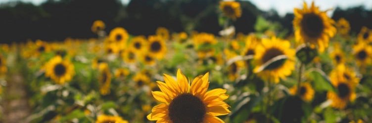 _hilladelle's profile banner image