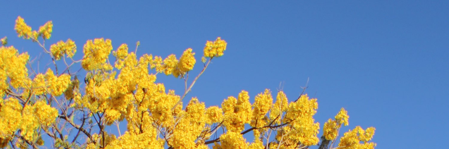 Fanny Quizamán banner