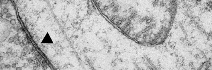 Mark Cunningham banner