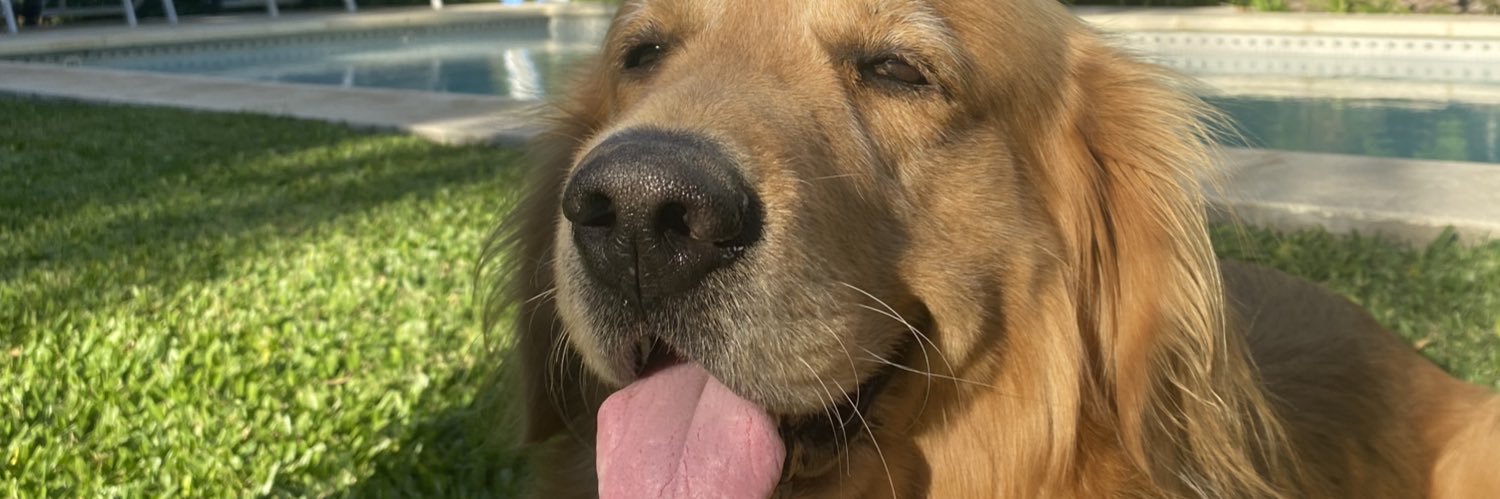 Melicapoccetti's profile banner image
