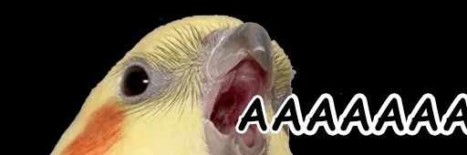 попугай кешью banner