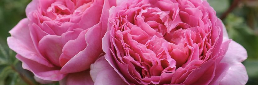 Miss_sinclair26's profile banner image