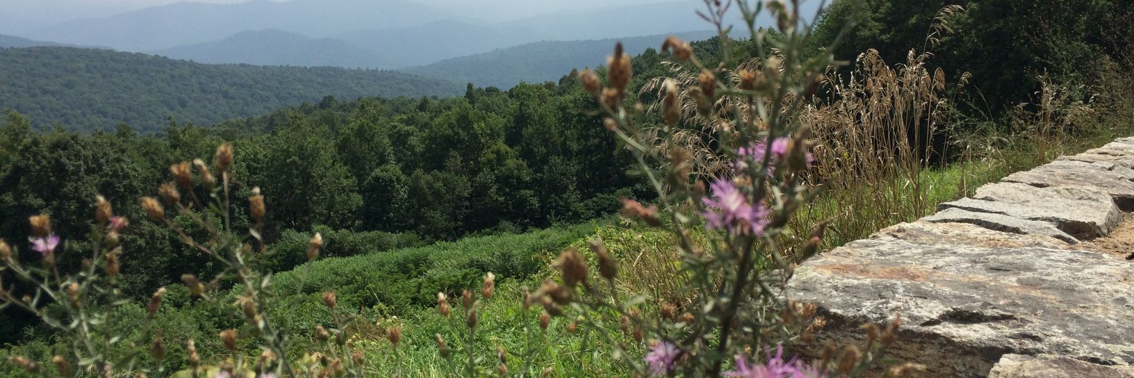 Ms. Hara Anderson banner